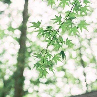 乐鱼娱乐app手机app下载截图